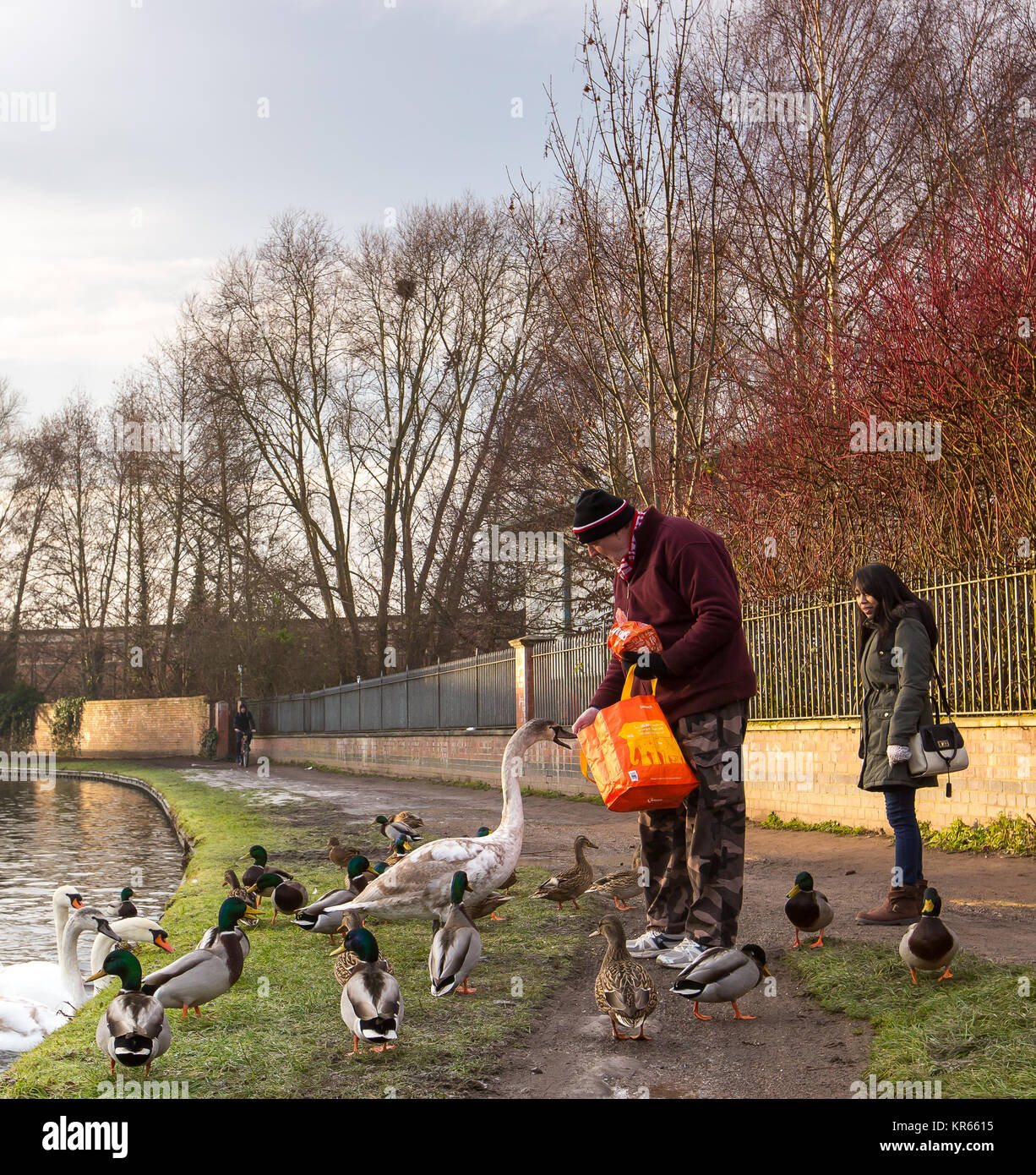Kidderminster, UK. 19th December, 2017. UK weather: Cheeky young swan delves into a man's shopping bag. The man offers his fresh breakfast loaf in an act of kindness as he returns home from shopping at a local supermarket on a cold, overcast day. Credit: Lee Hudson/Alamy Live News Stock Photo
