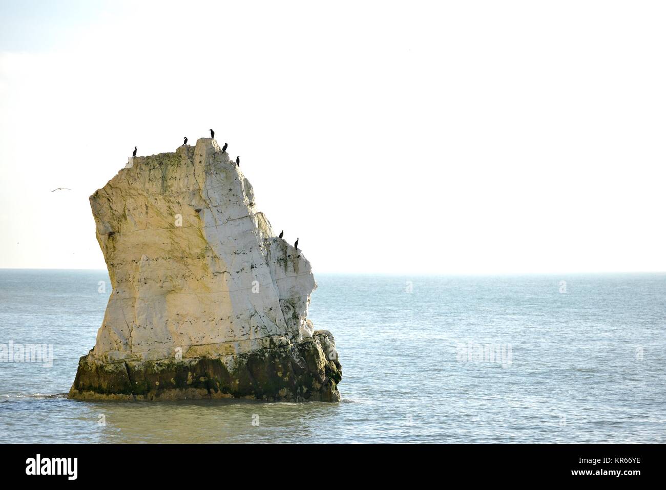 Seaford, East Sussex, UK. 19th Dec, 2017. Cormorants enjoying bright winter sunshine on sea rocks near Seaford beach, Eas Sussex. Credit: Peter Cripps/Alamy Live News Stock Photo