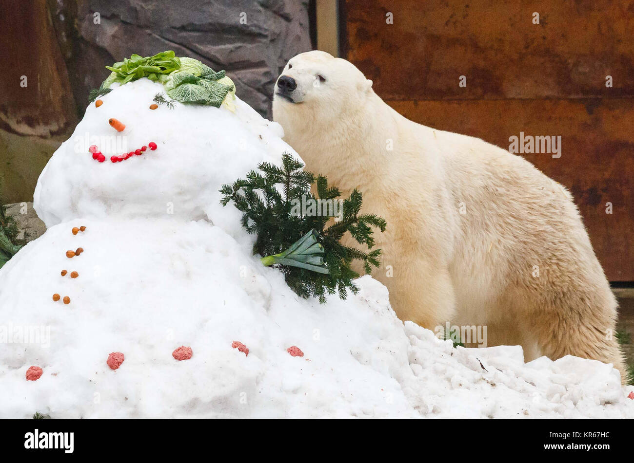 Hanover, Germany. 19th Dec, 2017. The young female polar bear Milana sniffs at a snowman decorated with pieces of meat in Hanover, Germany, 19 December 2017. The zoo placed Christams presents inside their cages. Credit: Philipp Von Ditfurth/dpa/Alamy Live News Stock Photo