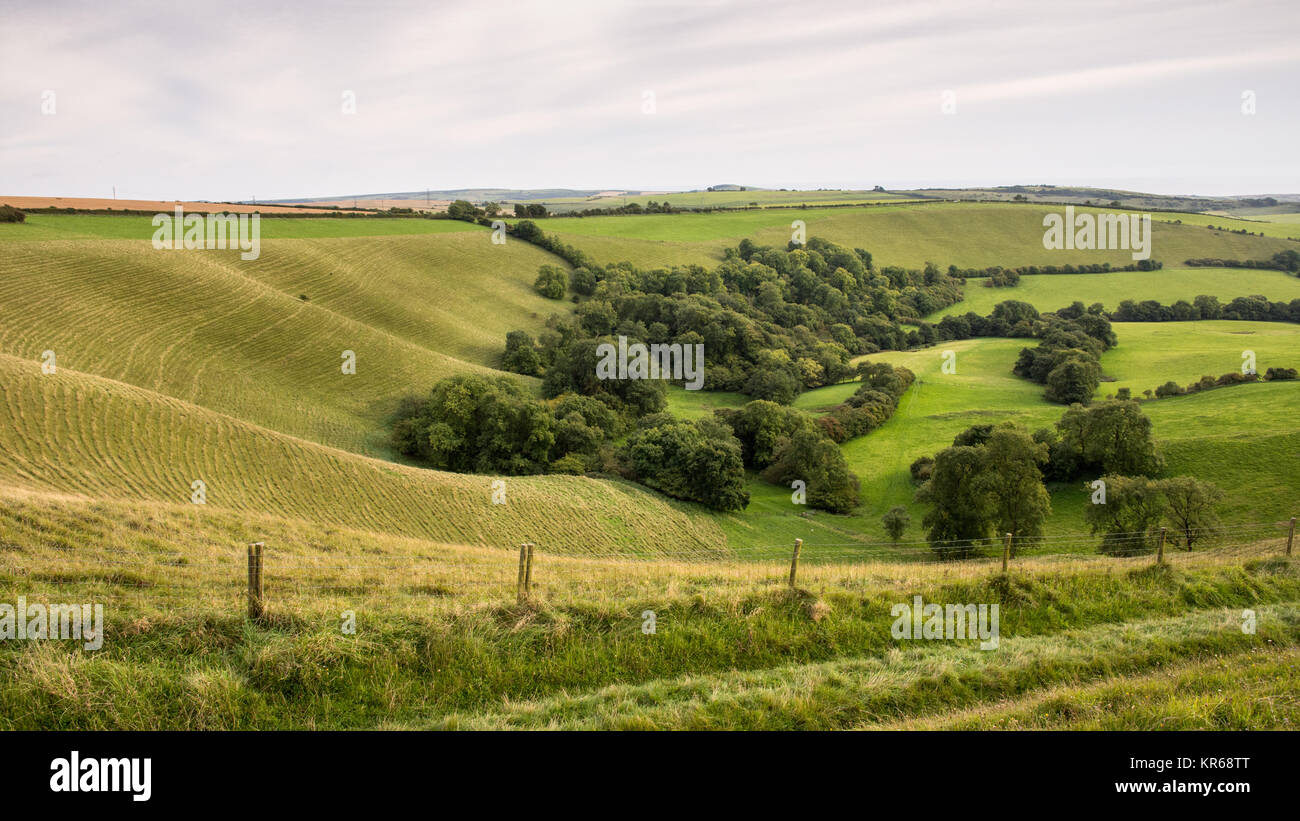 Lush green pasture fields and woodland covers the rolling landscape of Eggardon Hill in England's Dorset Downs. Stock Photo