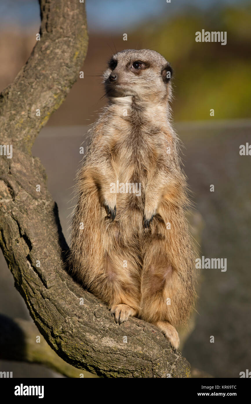 One Meerkat is standing, (Suricata suricatta), Stock Photo