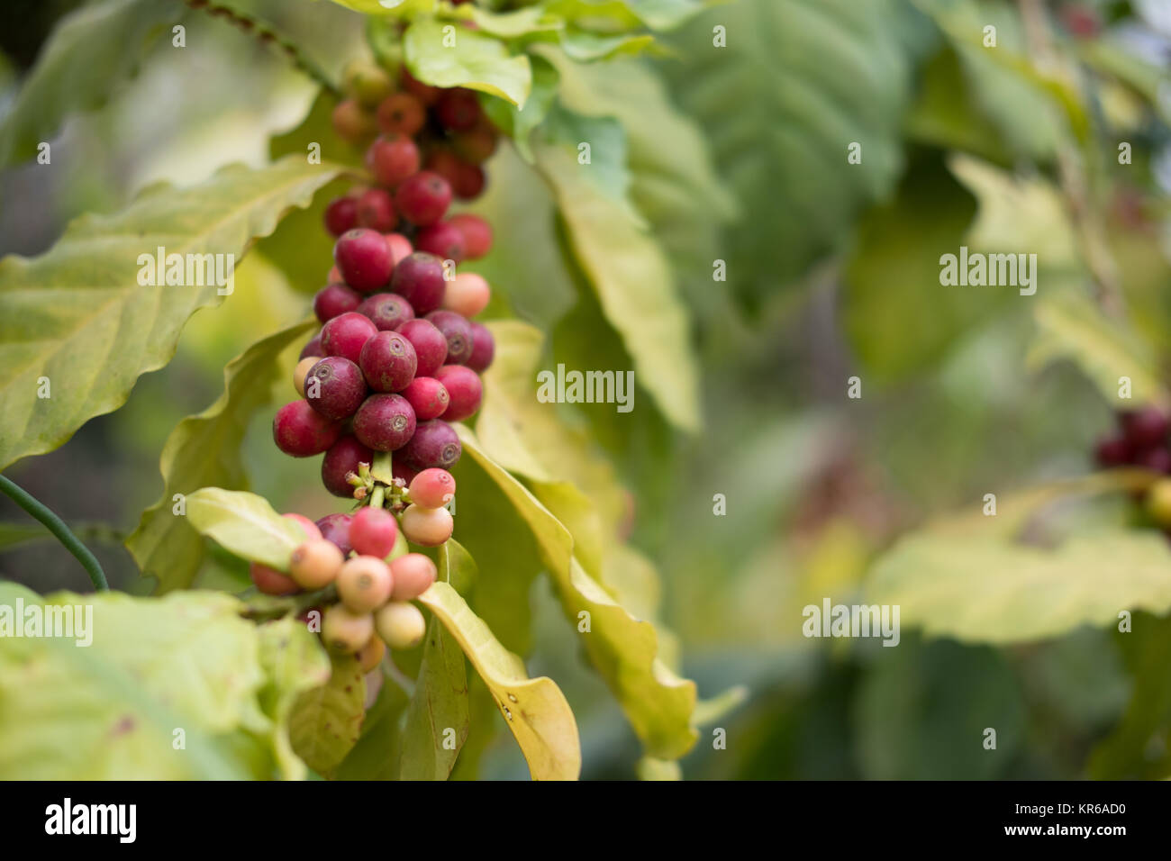 arabica coffee berry in farm. coffee bean ready for harvest Stock Photo Alamy