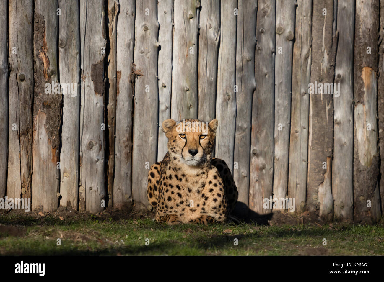 One Gepard is lying (Acinonyx jubatus) Stock Photo