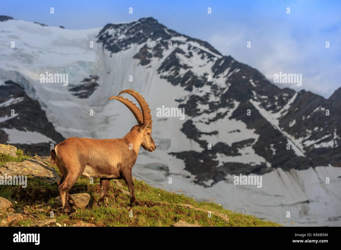 Ibex , Range of Mont-Blanc , French Alps Stock Photo