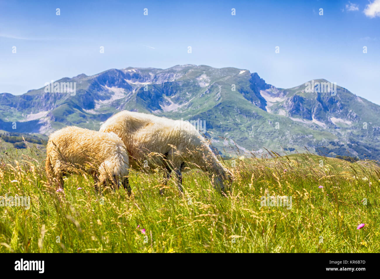 Sheep Grazing on Green Pasture Stock Photo - Alamy
