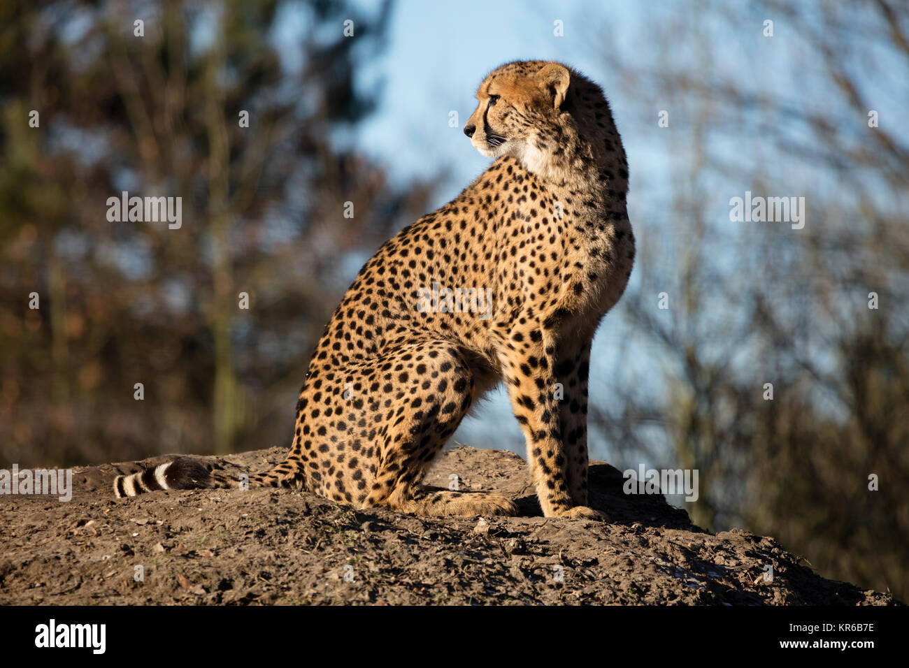 Puma sitting hi-res stock photography and images - Alamy