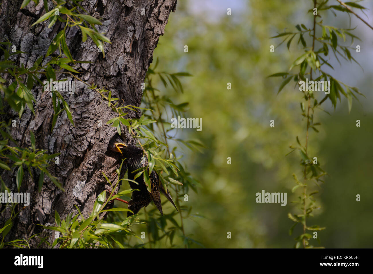 star feeding young in the nest - close Stock Photo