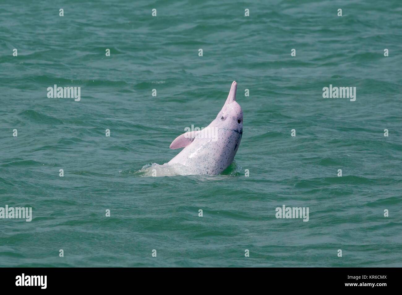 Indo-Pacific Humpback Dolphin / Chinese White Dolphin / Pink Dolphin (Sousa Chinensis) - high speed ferry and works vessel causing collision and noise Stock Photo