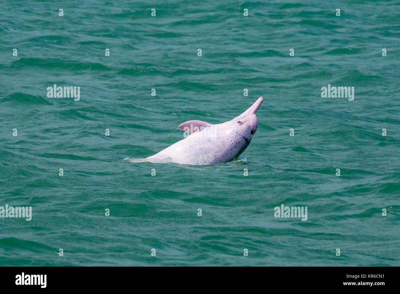 Indo-Pacific Humpback Dolphin / Chinese White Dolphin / Pink Dolphin (Sousa Chinensis) - high speed ferry and works vessel causing collision and noise Stock Photo