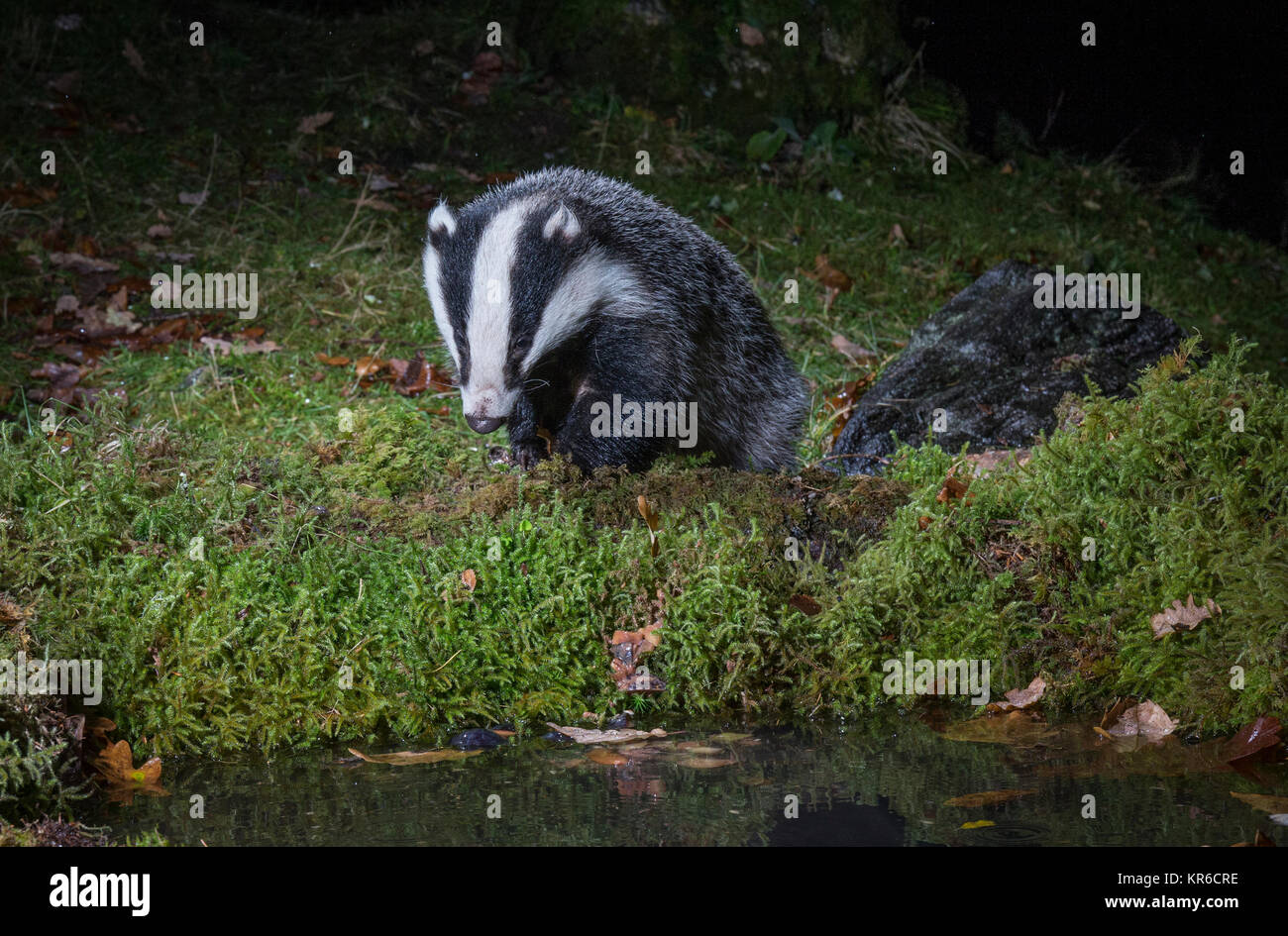 wild badger in the highlands of scotland Stock Photo