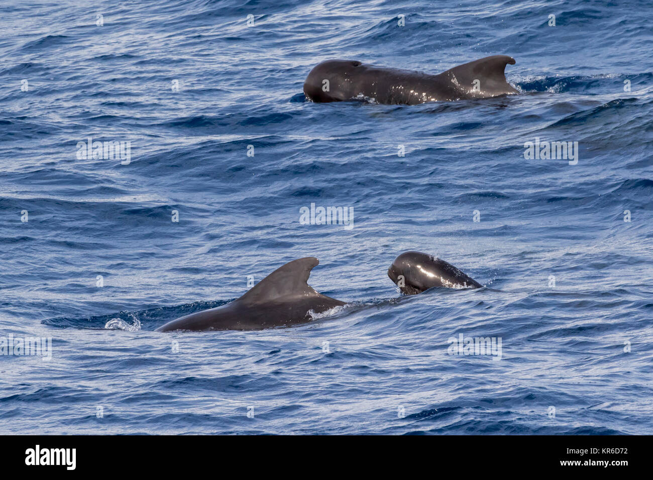 Short-finned Pilot Whale (Globicephala macrorhynchus) family occurring in large pod hanging around the boat Stock Photo