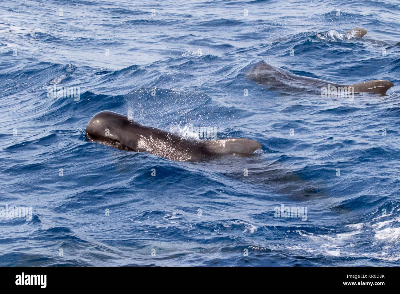 Short-finned Pilot Whale (Globicephala macrorhynchus) family occurring in large pod hanging around the boat Stock Photo