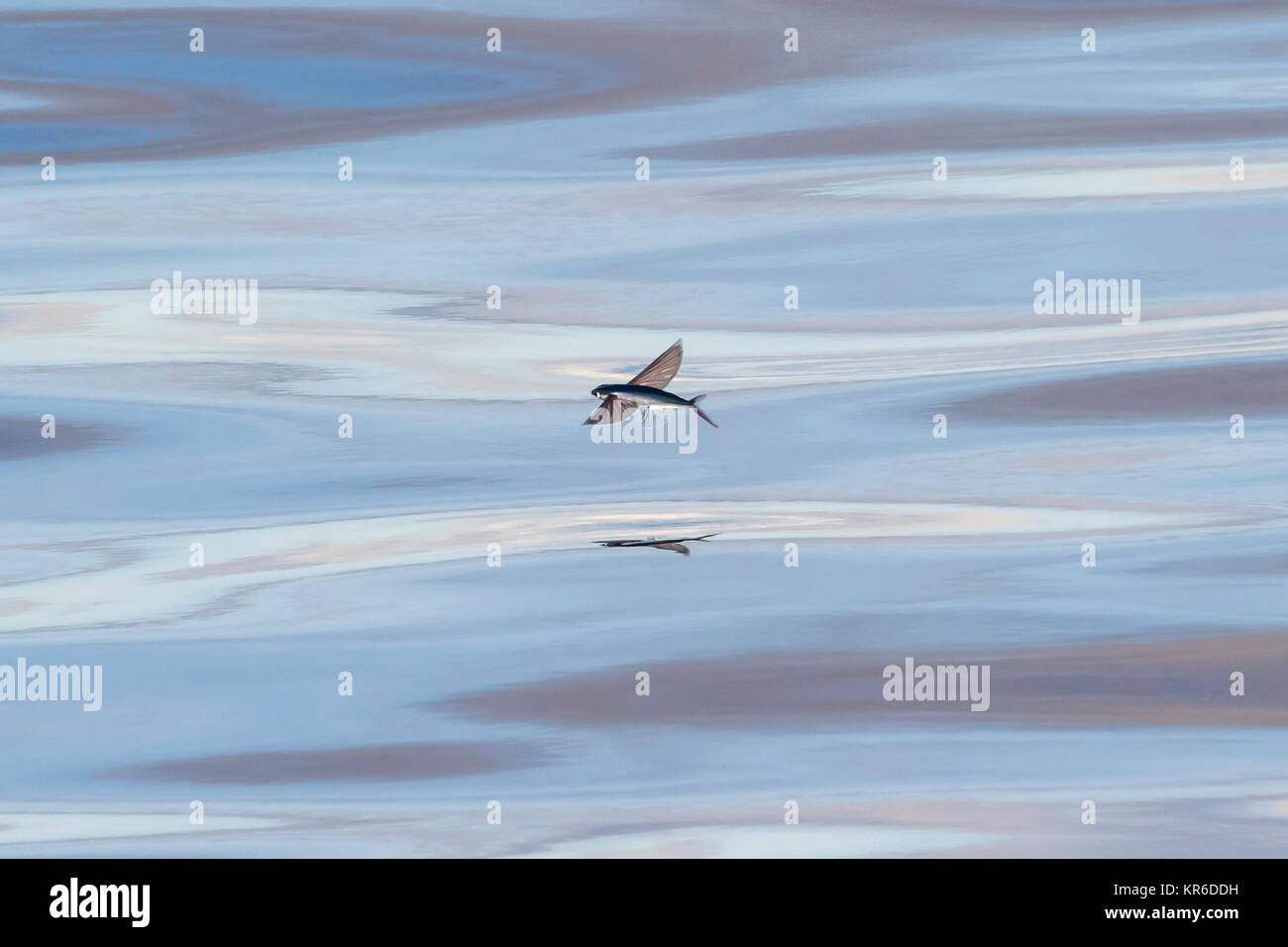 Flying Fish gliding in the calm sea of the South Pacific Stock Photo