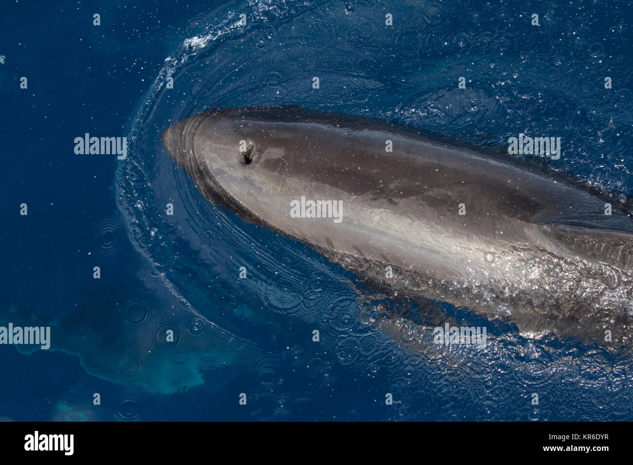 Melonheaded Whale or Melonheaded Dolphin (Peponocephala electra) coming close to the boat in a