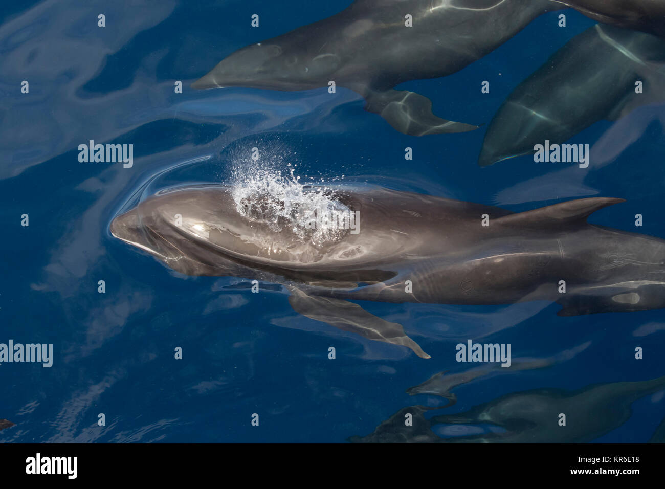 Melonheaded Whale or Melonheaded Dolphin (Peponocephala electra