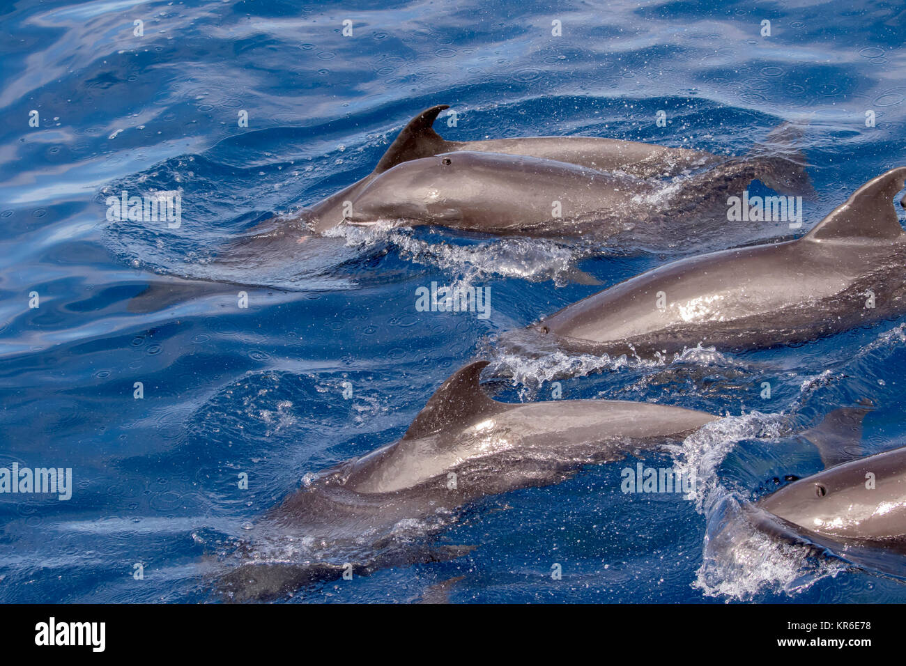 Melonheaded Whale or Melonheaded Dolphin (Peponocephala electra) coming close to the boat in a