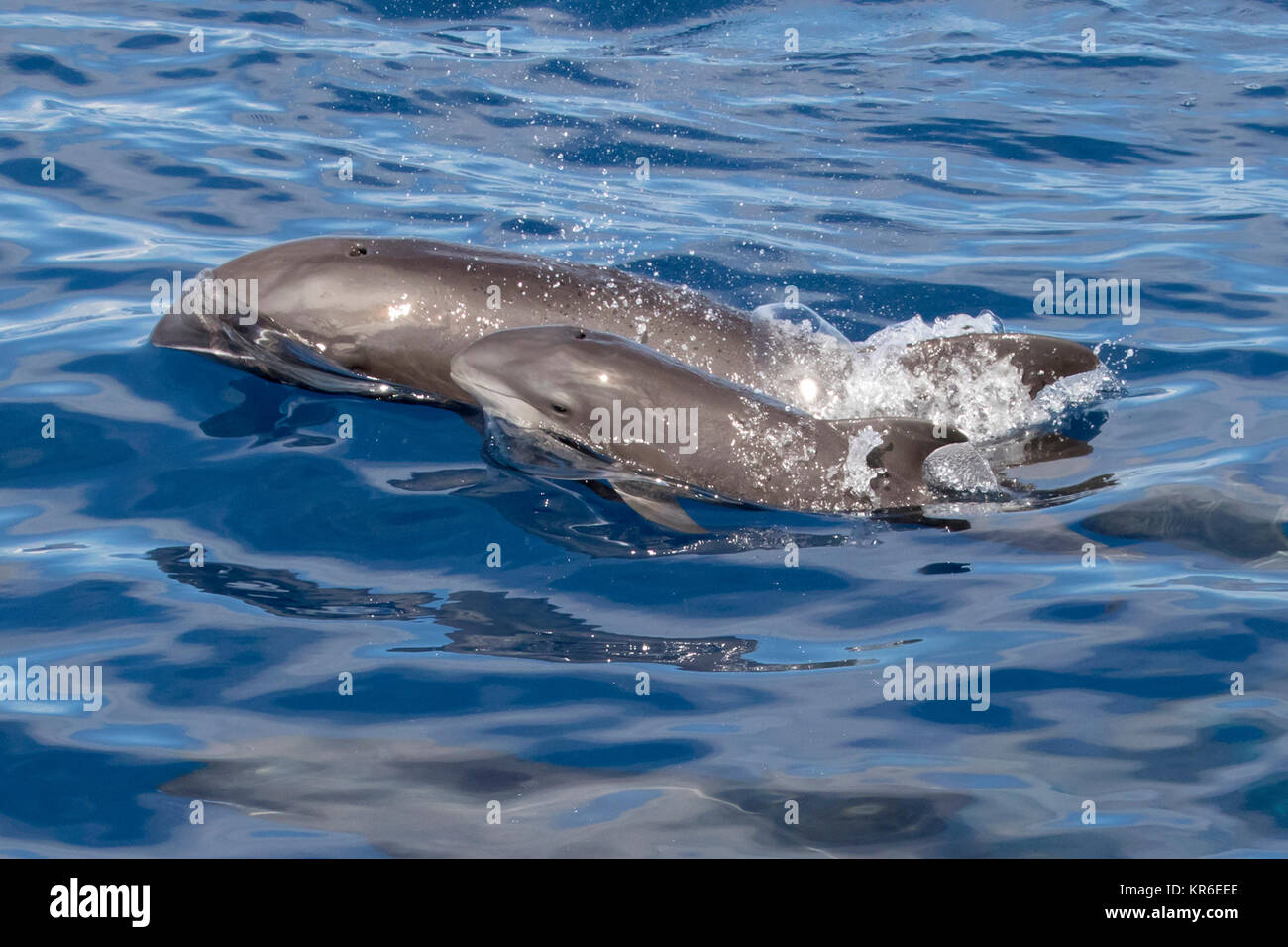Melonheaded Whale or Melonheaded Dolphin (Peponocephala electra