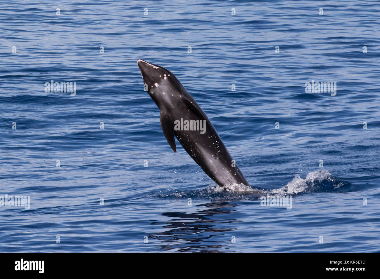 Melonheaded Whale or Melonheaded Dolphin (Peponocephala electra) coming close to the boat in a