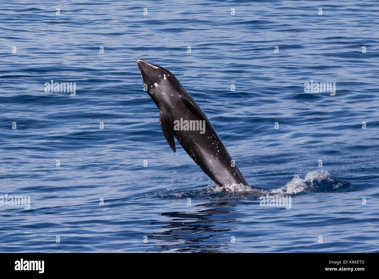 Melon-headed Whale or Melon-headed Dolphin (Peponocephala electra) coming close to the boat in a large pod, mixed with Fraser's & Spotted Dolphin Stock Photo
