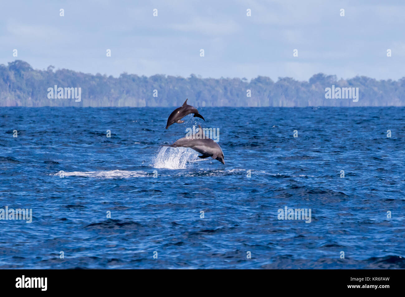 Common Bottlenose Dolphin (Tursiops truncates) mother and calf leaping up high Stock Photo