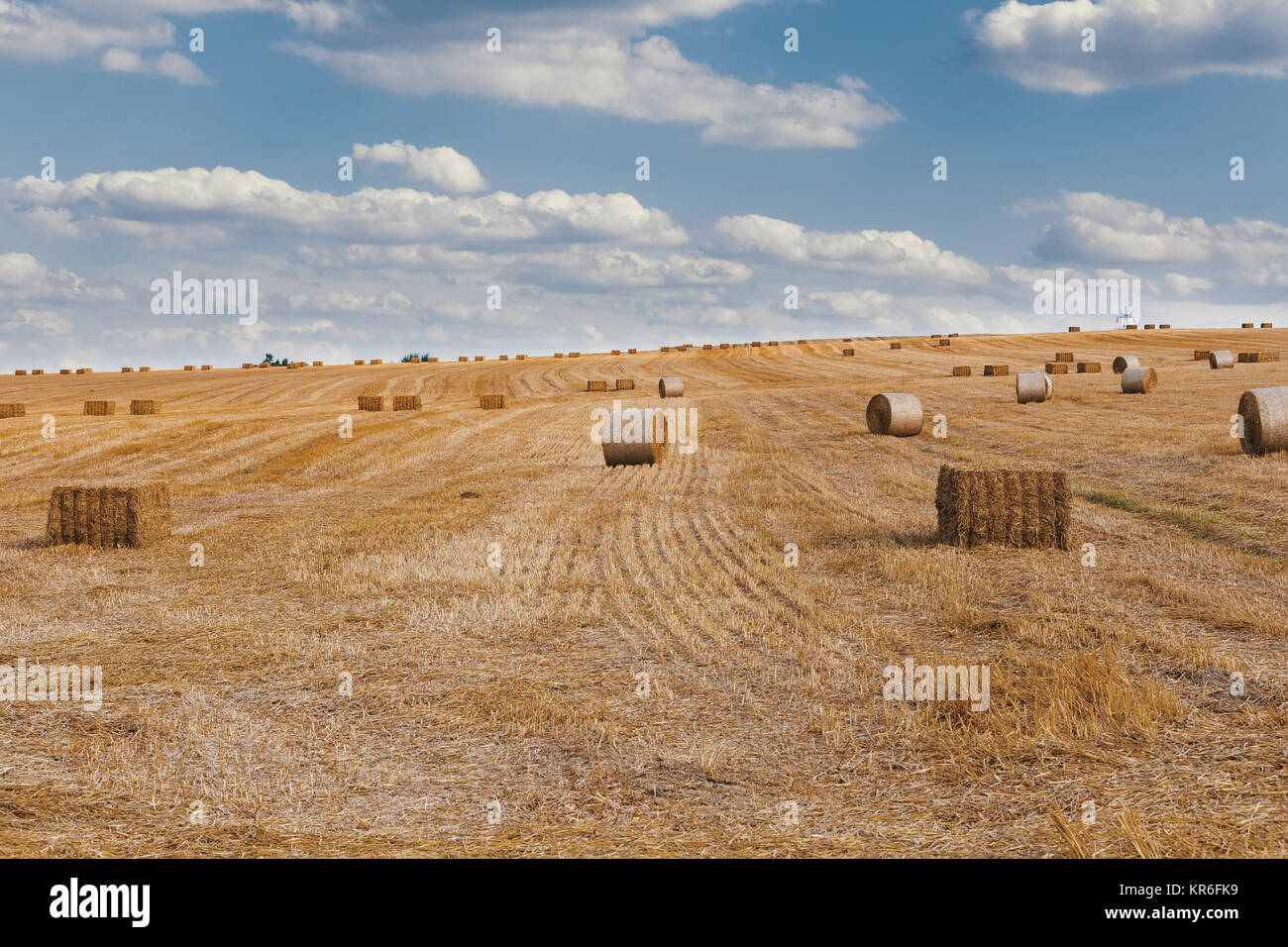 harvested field with straw bales in summer Stock Photo - Alamy
