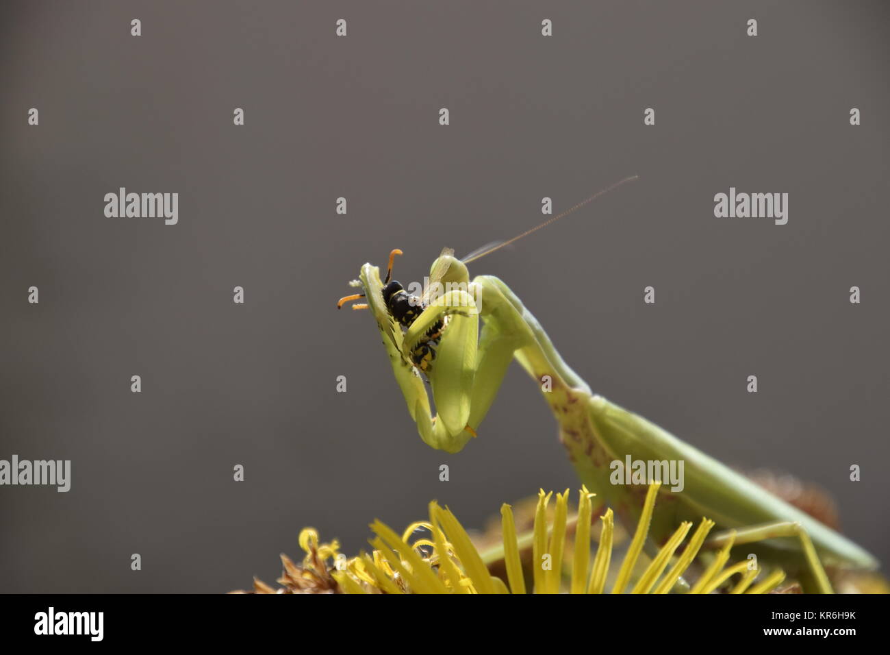 The female praying mantis devouring wasp Stock Photo - Alamy