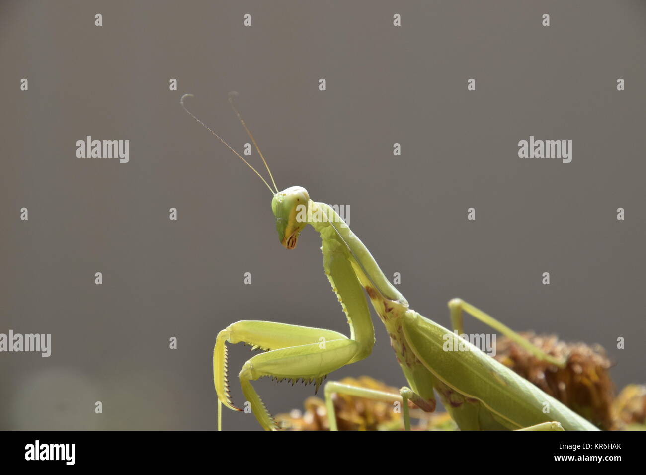 Mantis Female Insect The female mantis religios. Predatory insects mantis Stock Photo - Alamy