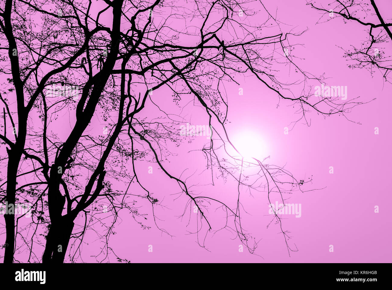 Silhouette tree branch in pink background Stock Photo