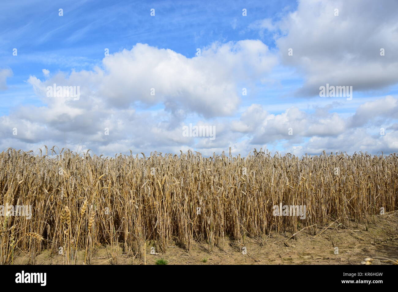 wheat field before harvest Stock Photo - Alamy
