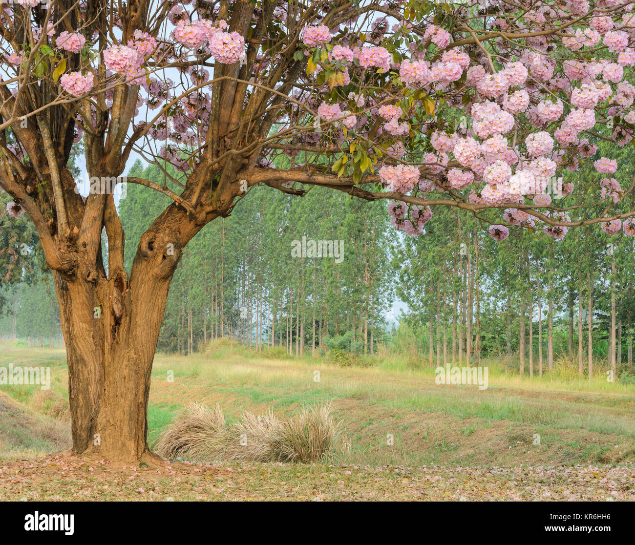 Tabebuia or Pink trumpet blossom tree in full bloom Stock Photo