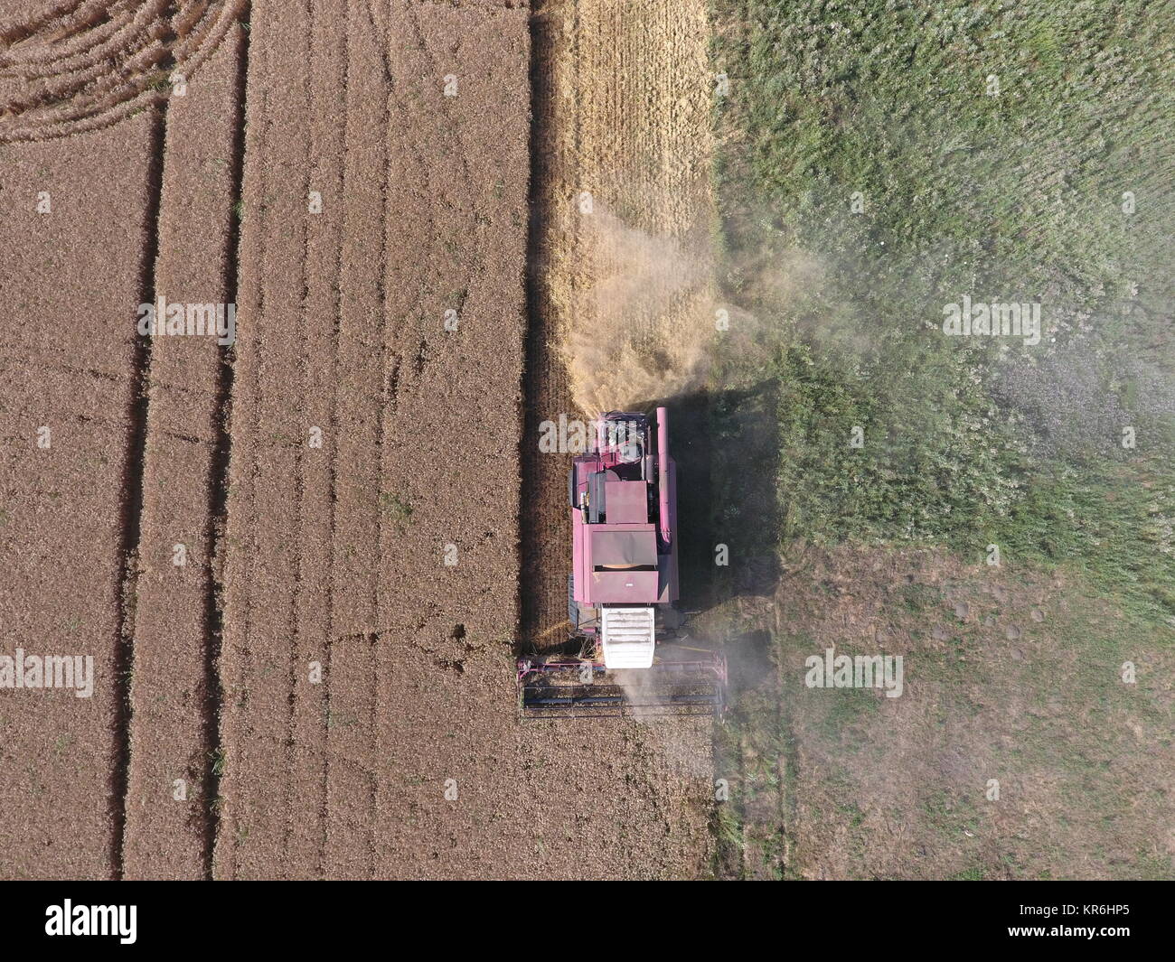 Cleaning wheat harvester Stock Photo Alamy