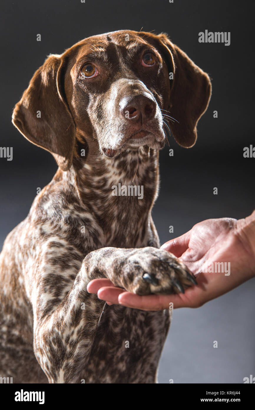 dog,german wirehaired pointer's paw,from the front Stock Photo Alamy