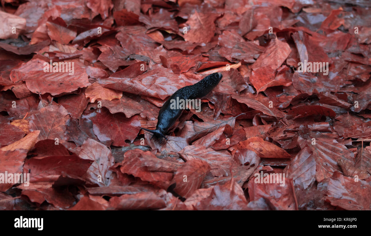 Slug on orange leaves Stock Photo