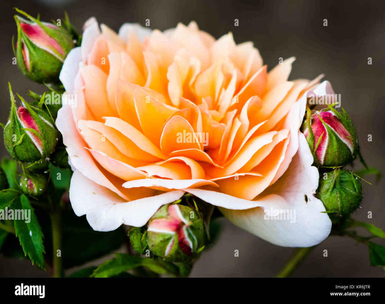 Pale orange rose hi-res stock photography and images - Alamy