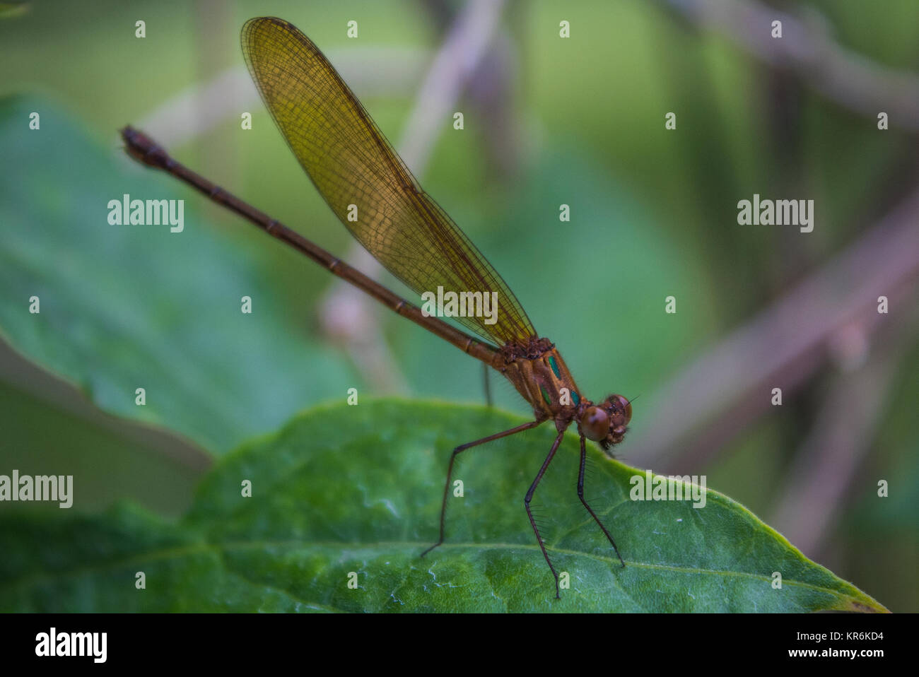 a golden dragonfly in a leaf Stock Photo - Alamy