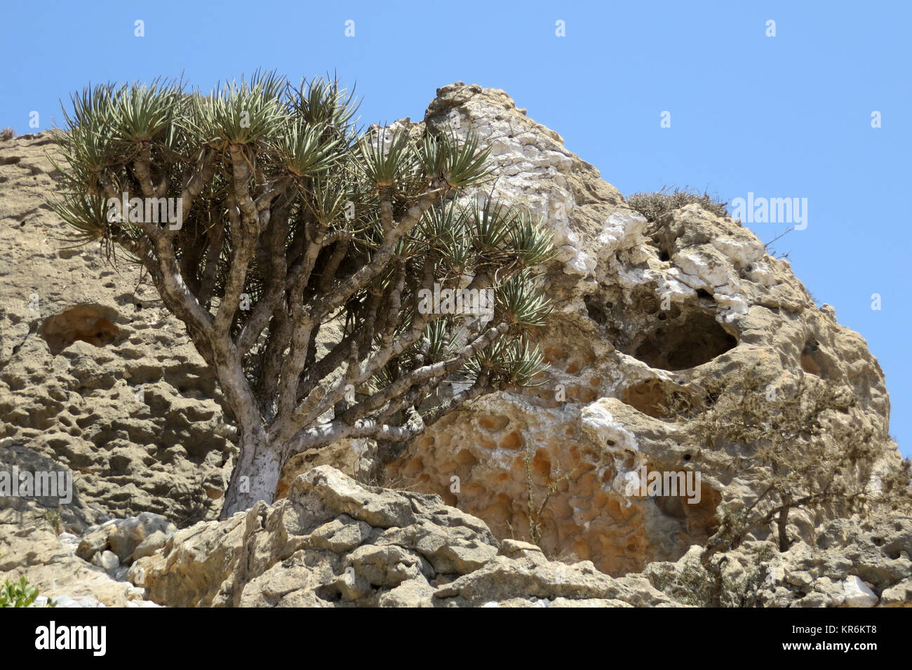 dracaena - dracaena serrulata Stock Photo - Alamy