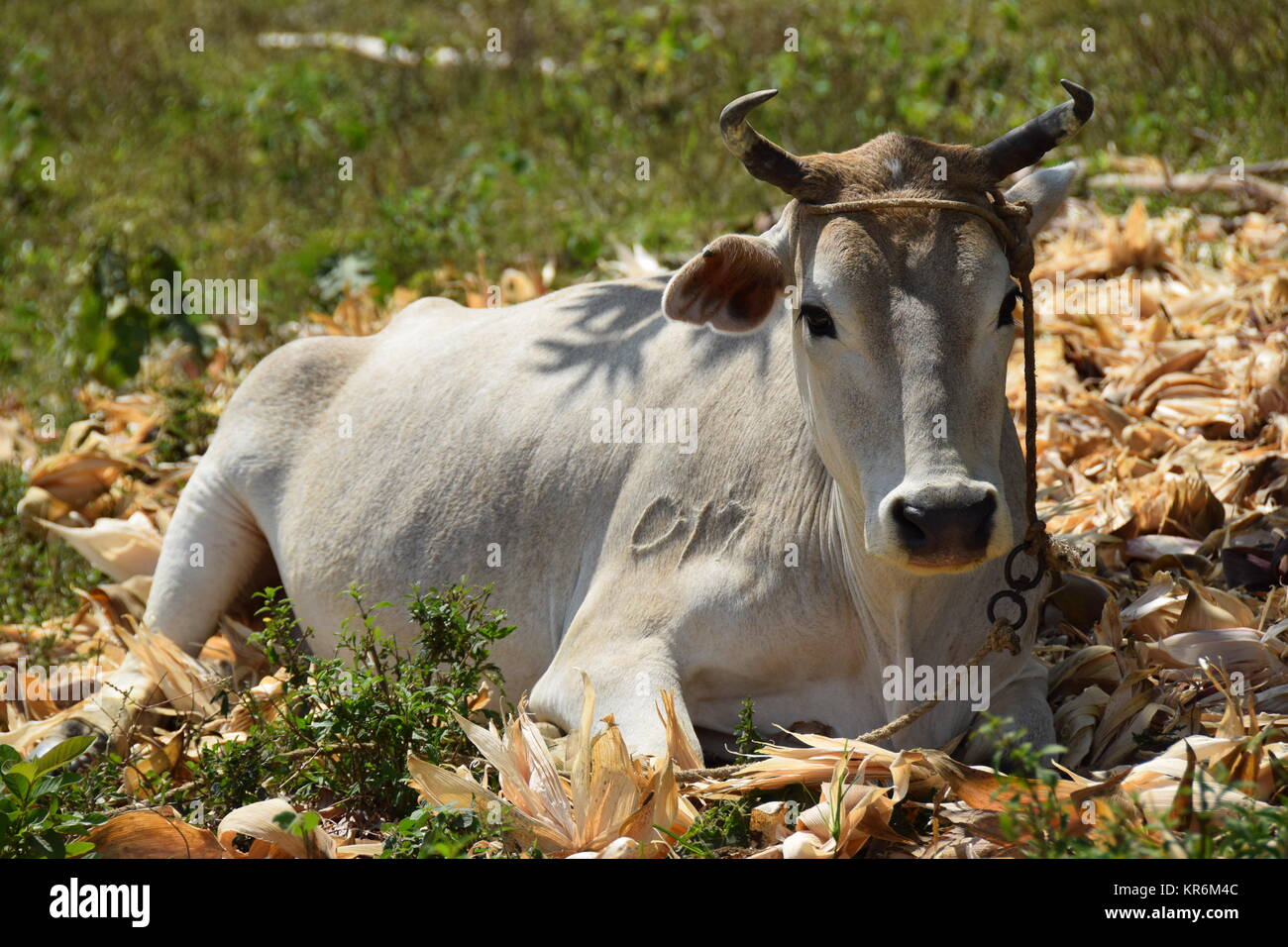 cattle in cuba Stock Photo Alamy
