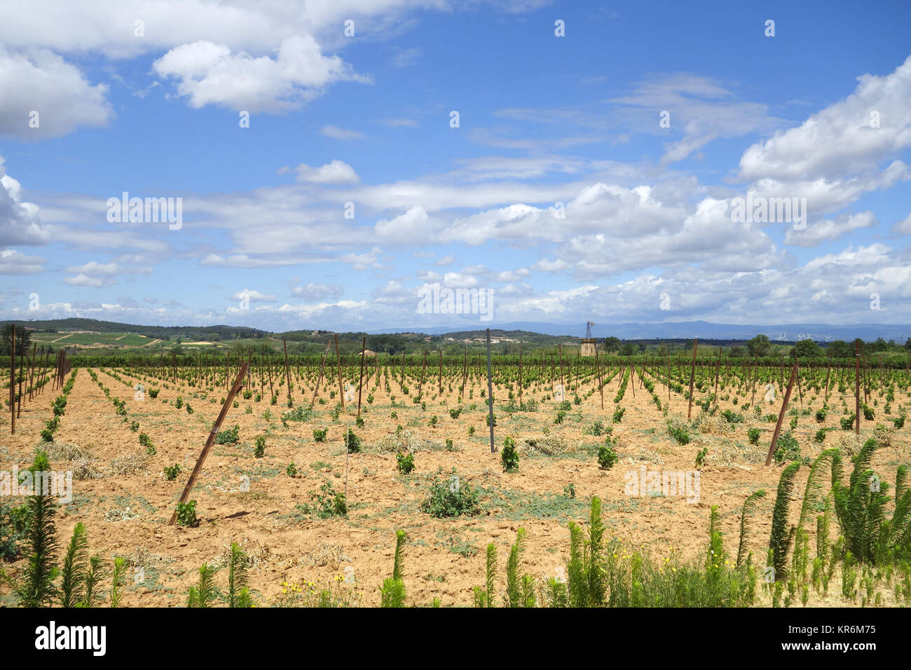 young vines in southern france Stock Photo