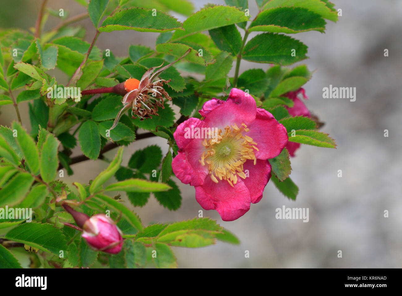 alpine wild rose or mountain-rose,rosa pendulina,flowers Stock Photo
