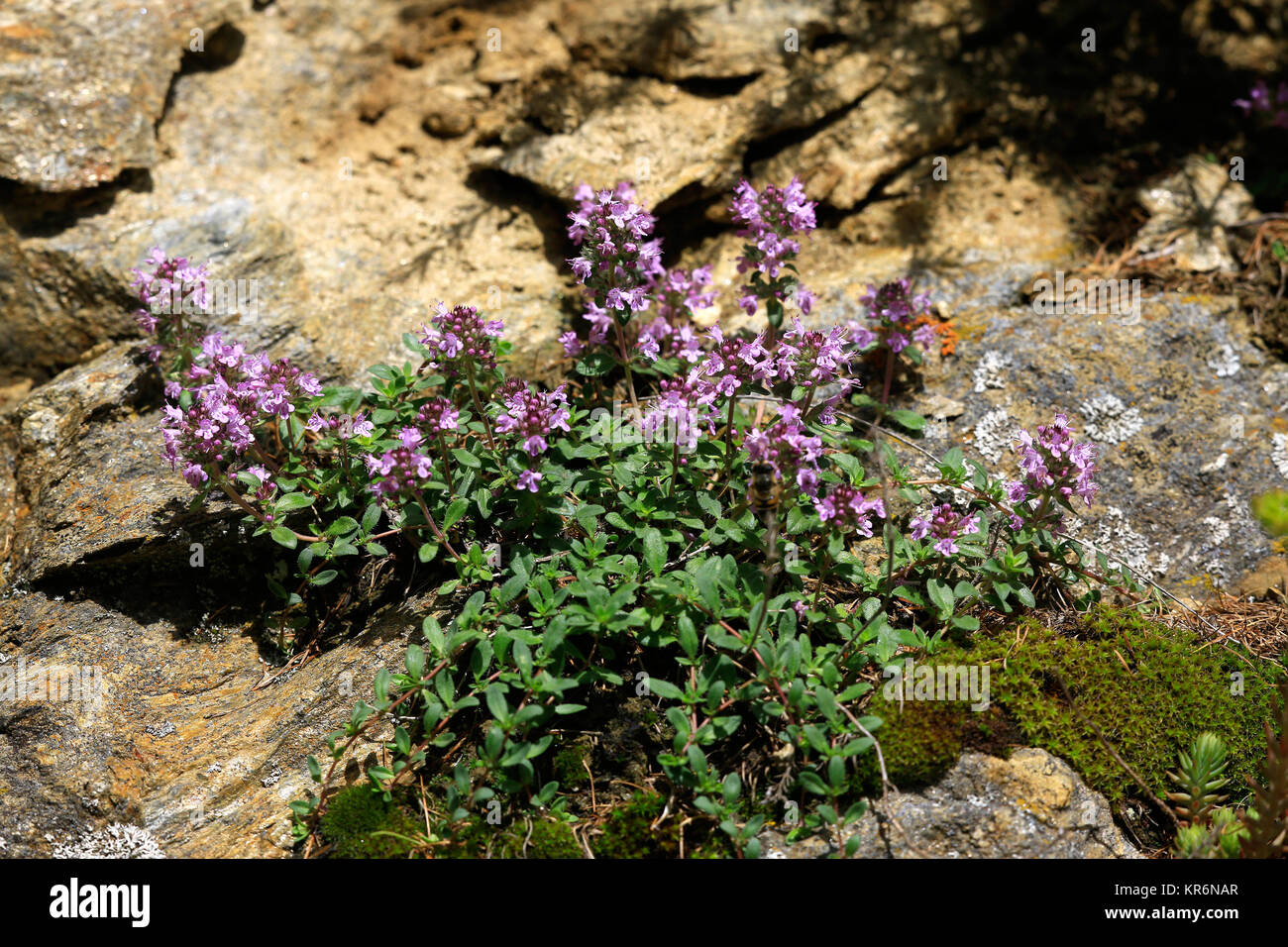 broad-leaved thyme,thymus pulegioides Stock Photo