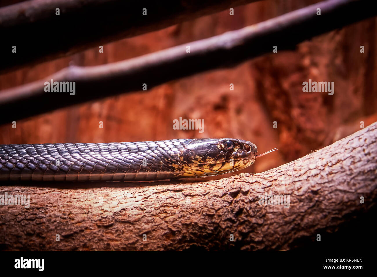 Forest cobra (Naja melanoleuca), also known as the black cobra and the black and white-lipped cobra. Copy space Stock Photo