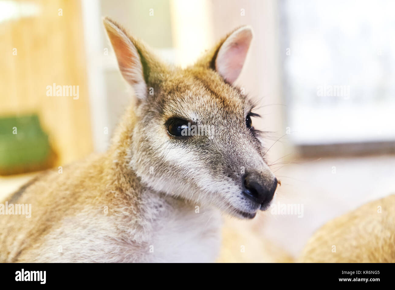 Agile wallaby (Macropus agilis) also known as the sandy wallaby Stock Photo