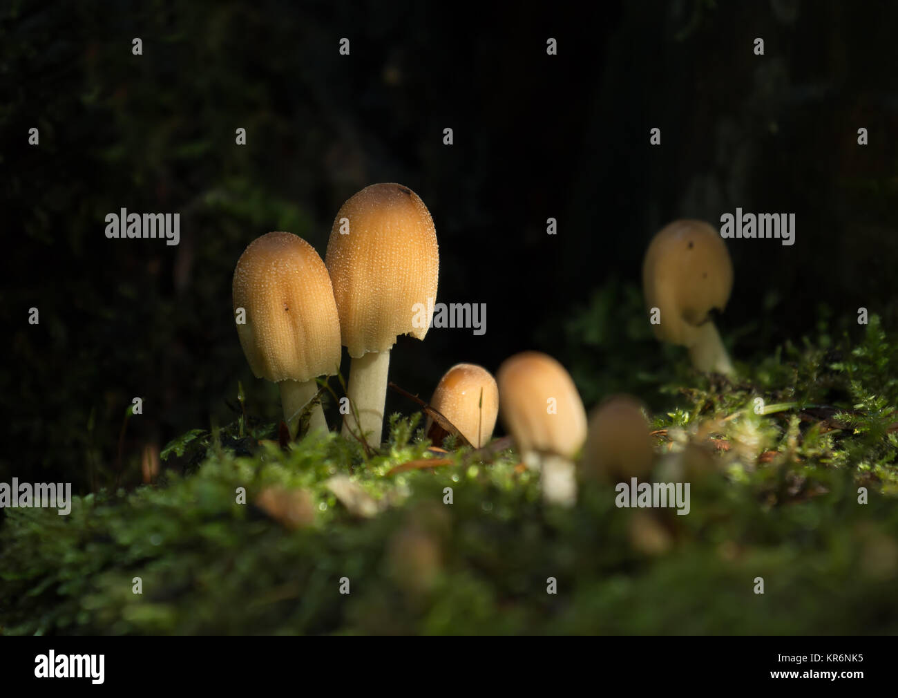 Fungus in Sunlight Stock Photo Alamy