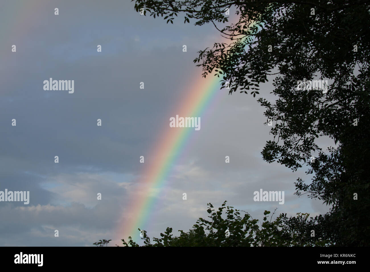 Rainbow and Tree Silhouettes Stock Photo