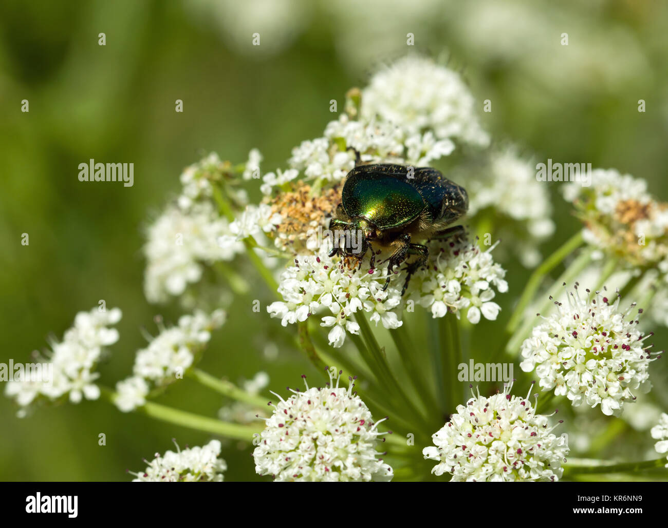 Rose Chafer Stock Photo