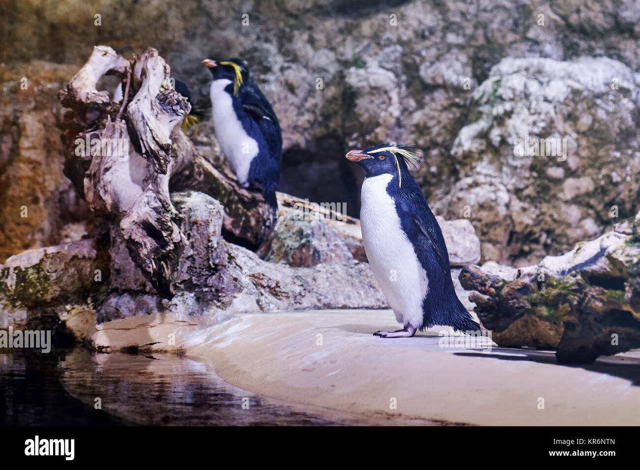 Northern rockhopper penguins (Eudyptes moseleyi), also known as Moseleys rockhopper penguin, or Moseley's penguin Stock Photo