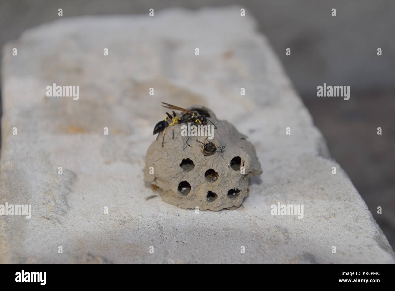 Sand hornets hi-res stock photography and images - Alamy