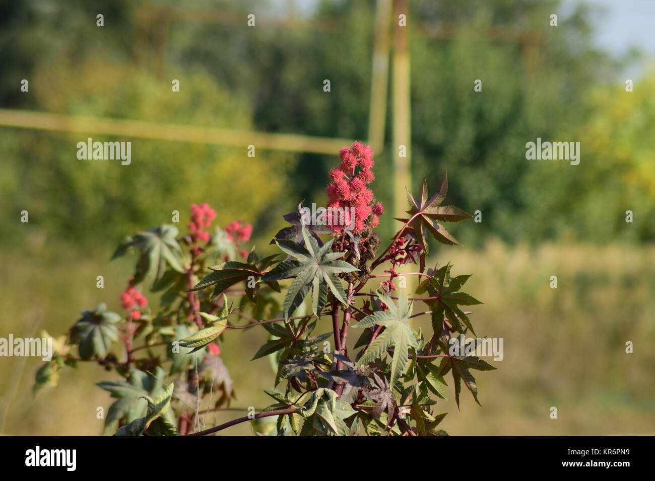 Castor seeds on the stem Stock Photo Alamy