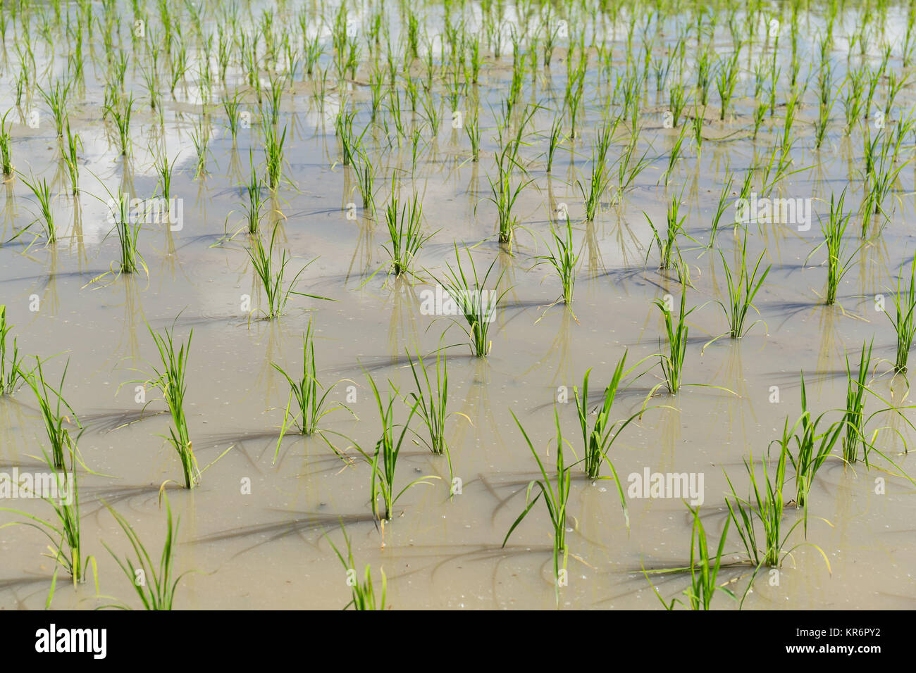 Planting fresh rice Stock Photo - Alamy