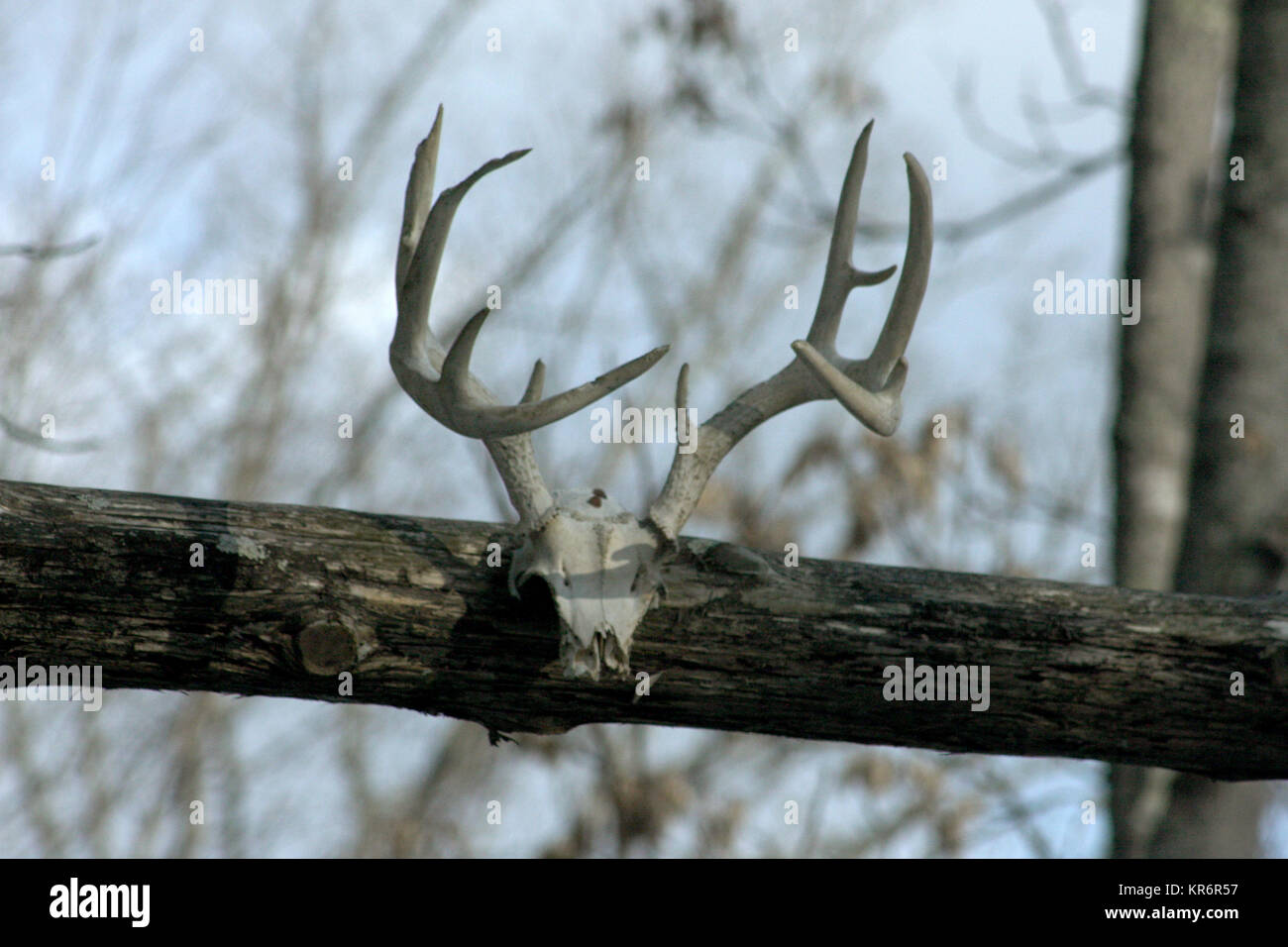 Deer trophy display Stock Photo